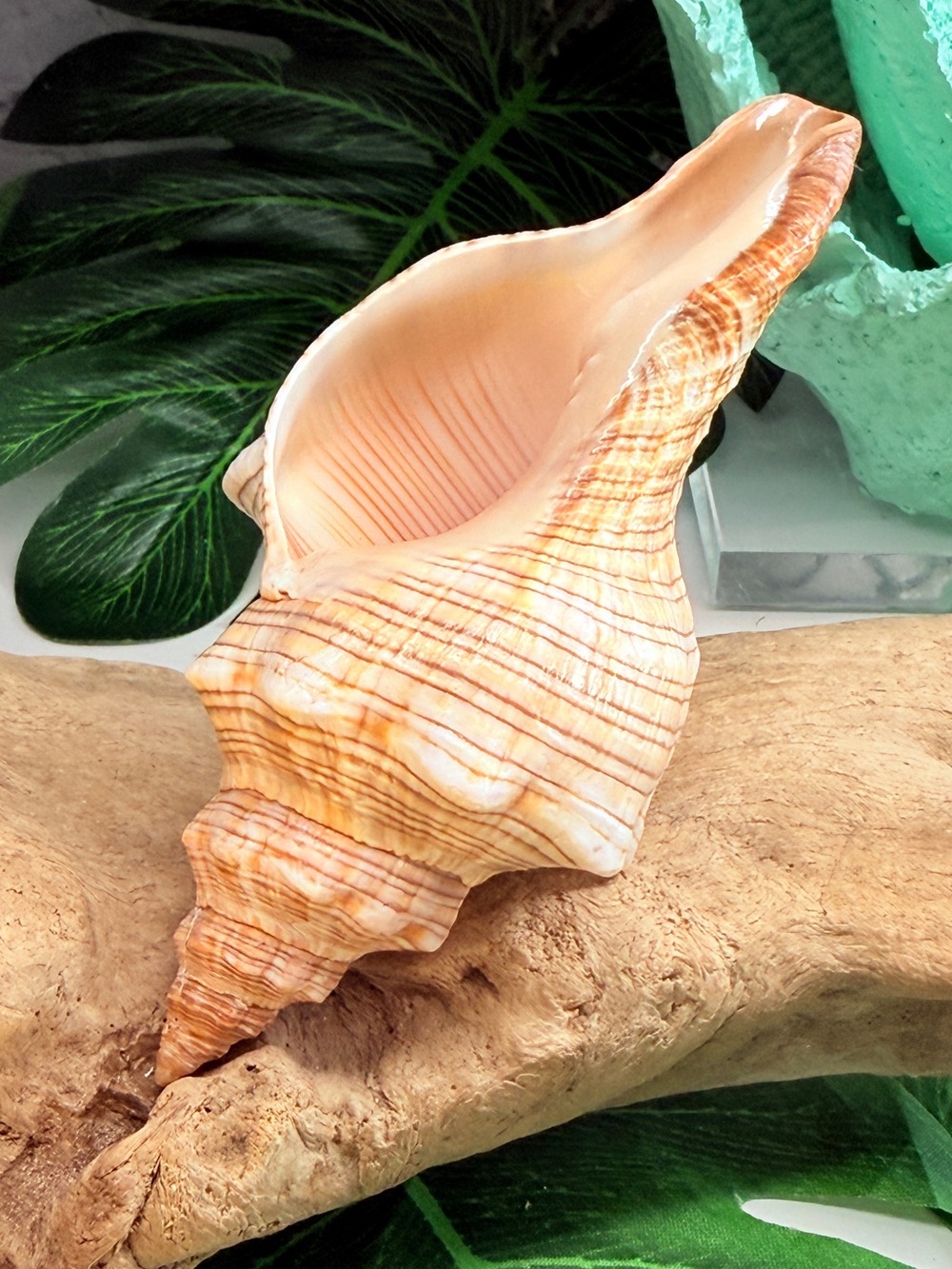 NEW Large Trapezium Striped Horse Conch Seashell Shell Nautical Collector Decor